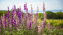 Beautiful Purple Digitalis Or Foxglove Flowers In Spring Summer Garden With Blurry Bokeh Background