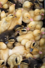 Poster - group of little yellow ducklings