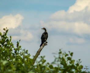 black duck perch on a tree