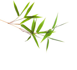 fresh green bamboo branch with leaves isolated on white background.