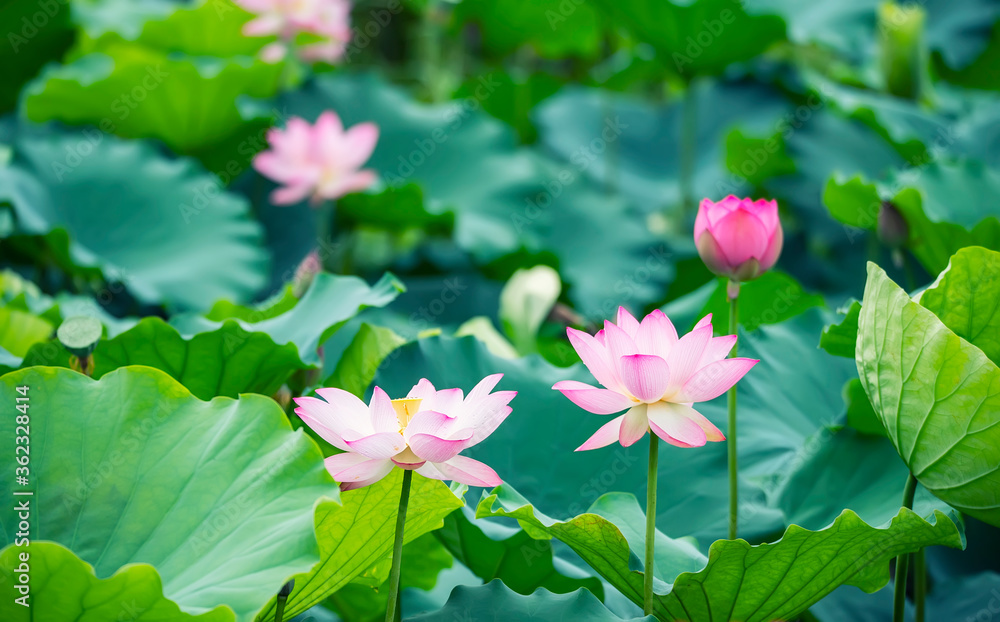 Beauty pink lotus or water lily is in closeup in lotus pond - obrazy, fototapety, plakaty 