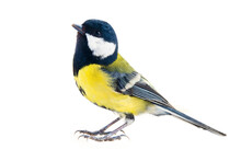 Titmouse Bird On A White Background, Great Tit, Parus Major, Oxeye Close Up, Spring. Symbol Of The Positivity And Joy