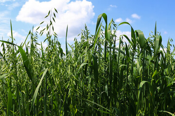 Young green oats on the field in sunlight. Oat field on a background of blue sky and white clouds. Field of young green oats. The concept of a good harvest, agricultural industry.