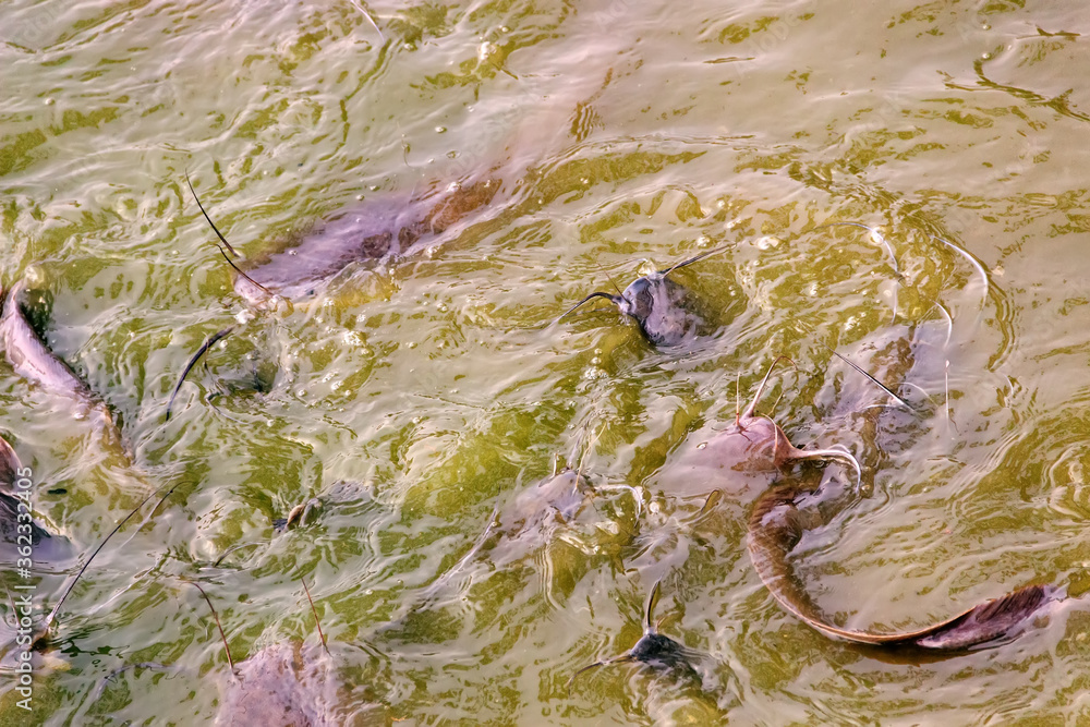 Walking Catfish Clarias Batrachus Feed On The Surface Of Very Muddy walking-catfish-clarias-batrachus-feed-on-the-surface-of-very-muddy