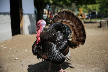 Male turkey living on a baronfi farm. She shows her beautiful feathers to females