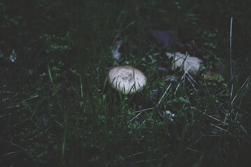 Sticker - Closeup shot of a white mushroom in the grass