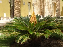 Blossomed Cycas Plant In The Garden