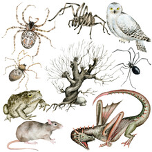 Watercolor Animals And Insects, Scary Animals, Helloween, Jpg, Isolated On White