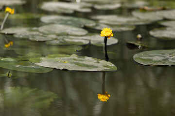 Wall Mural - Water lily reflecting in a pond