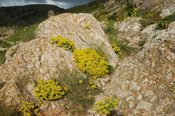 Wall Mural - moss on rocks