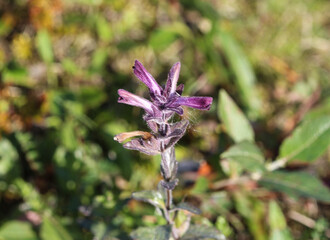 Wall Mural - Bartsia alpina, known as alpine bartsia or velvetbells