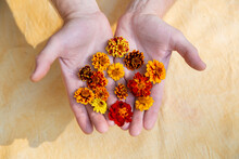 Hands Holding Marigold And Zinnia Flowers 8