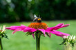 Echinacea Pflanze - Sonnenhut	mit Biene auf Blüte