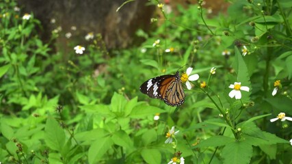 Wall Mural - Butterfly and flowers in meadow.