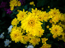 Dew Drops On The Bunch Of Yellow Chrysanthemum Flowers Blooming