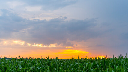 Wall Mural - a corn in the sunset