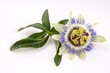 © Esin Deniz - Passiflora plant flower on the white background