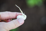 Fototapeta  - Bean Seed With Germ In Hand On Background In Spring Closeup.