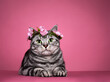 Handsome black silver blotched British Shorthair cat, laying down facing front wearing pink flower wrath on head.  Looking curious towards camera with green eyes. Isolated on pink background.