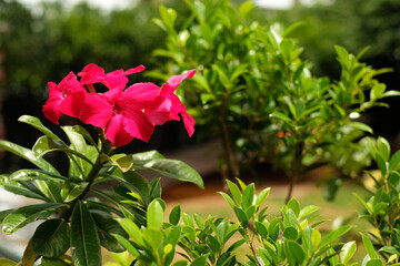 Wall Mural - Red flower on green leaves background