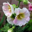 kwiaty roslin z rodzaju malwa rosnace przy ogrodzeniach domow w miescie bialystok na podlasiu w polsce