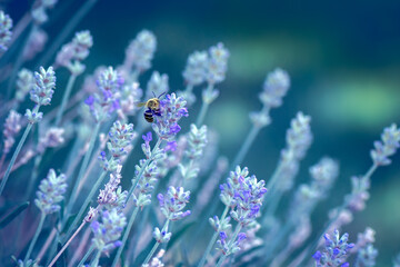 Bee Enjoying Field of Wild Lavender