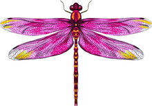 Pink Yellow Dragonfly With Delicate Wings Vector Illustration