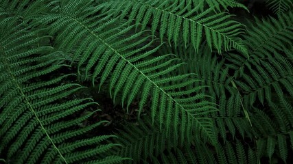 Wall Mural - Green fern vegetation Creative tropical green leave in a forest. Nature spring concept. 