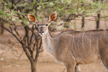 Lone Female Kudu Standing Among The Trees In Etosha National Park