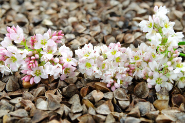 Wall Mural - Buckwheat plant white pink flowers and seeds. Buckwheat seeds and flowers, background for the label. Buckwheat seeds and fresh flowers. Blooming bud of a buckwheat on a background of seeds close-up.