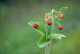 Wild strawberries. Healthy fresh nutrition. Summer forest.