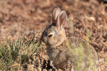 Cute Young Cottontail Rabbit in Arizona