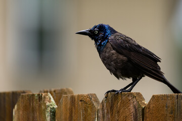 Wall Mural - Grackle at my backyard