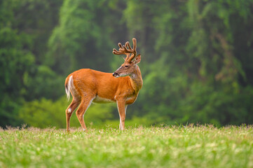 Wall Mural - white-tailed deer buck with velvet covered antlers in summer