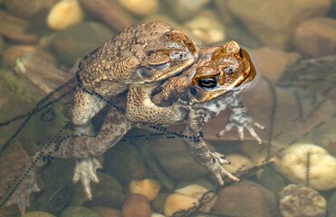 Poster - High angle shot of two frogs in a breeding process