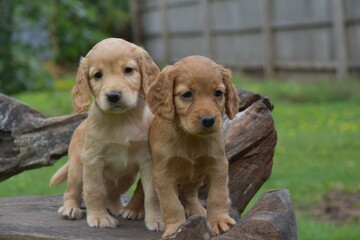 Lemon Puppies 