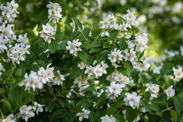 Wall Mural - white jasmine flowers and green leaves close up