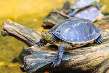 Cute Asian Box Turtle, Siamese Box Terrapin (Cuora Amboinensis) In The Pond. Cuora Amboinensis Are Recognized By Their Dark Olive Or Black Colored Head, With Three Yellow Stripes Along Each Side.