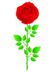 Wall Mural - red rose and green leaves on a white background.