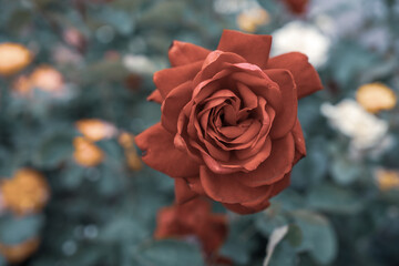 Wall Mural - red rose flower macro photo on blurred background