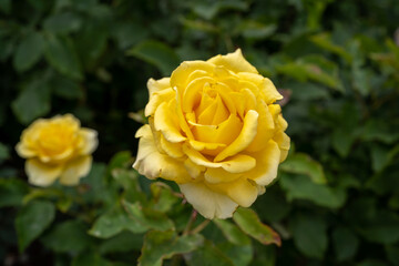 Canvas Print - yellow rose on green background