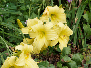 Hemerocallis hybride | Hémérocalles ou Lis d'un Jour aux pétales ondulées jaune citron, coeur vert et feuillage élégant