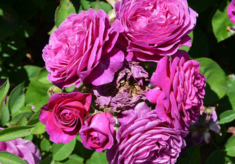 Wall Mural - colorful roses in the garden