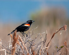Redwings Blackbird
