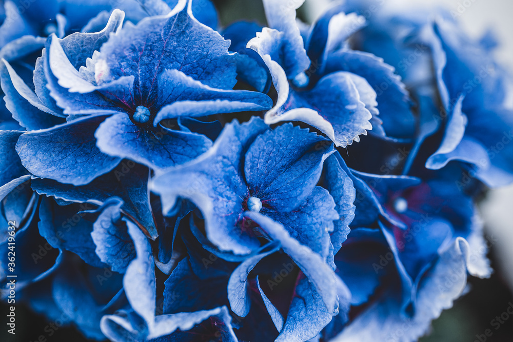 Blooming blue hydrangea close-up. Eeconnecting with nature. Cottagecore aesthetics. Plant photograph - obrazy, fototapety, plakaty 