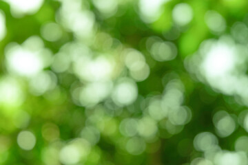 green bokeh abstract background