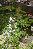 Fototapeta Tulipany - flowers in the water