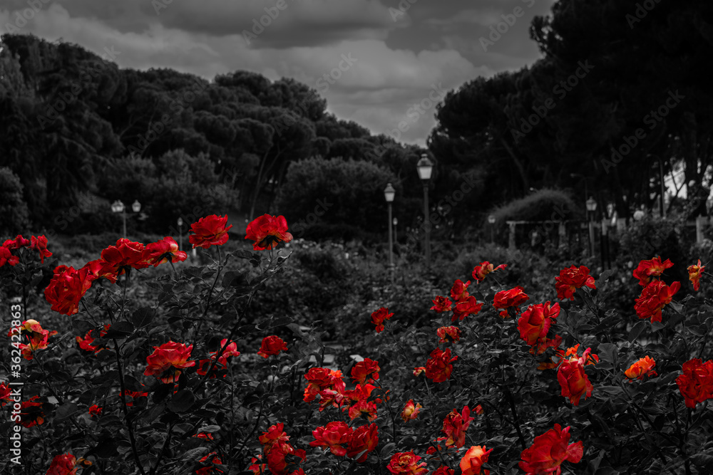 Red flowers pop from a black and white rose garden.  - obrazy, fototapety, plakaty 