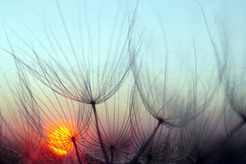 Aufkleber - sunset. dandelion seeds close-up on a sunset background. soft focus