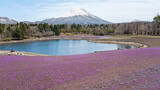 Fototapeta Do pokoju - Mount Fuji behind the blooming moss phlox at Shibazakura park.